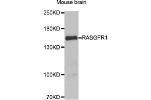 Western blot analysis of extract of Mouse brain, using RASGRF1 antibody. (RASGRF1 抗体)