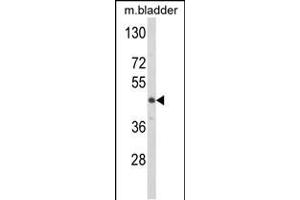 Western blot analysis of LUM Antibody in mouse bladder tissue lysates (35ug/lane) (LUM 抗体  (N-Term))