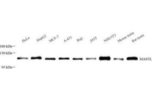 Western blot analysis of GWL (ABIN7074616)at dilution of 1: 500 (MASTL 抗体)