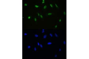 IF analysis of APEX1 using anti-APEX1 antibody (ABIN3043785). (APEX1 抗体  (AA 2-318))