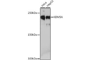 Western blot analysis of extracts of various cell lines, using KDM5A Rabbit mAb (ABIN7268330) at 1:1000 dilution. (KDM5A 抗体)
