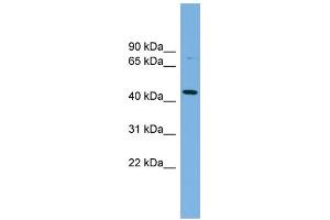 WB Suggested Anti-PVRL2 Antibody Titration:  0. (PVRL2 抗体  (Middle Region))