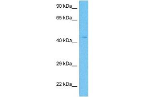 Western Blotting (WB) image for anti-Small Conductance Calcium-Activated Potassium Channel Protein 3 (KCNN3) (C-Term) antibody (ABIN2776146)