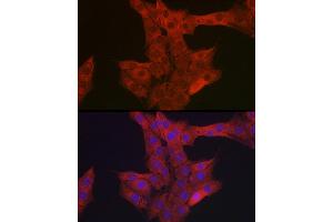 Immunofluorescence analysis of PC-12 cells using Endothelin 1 Rabbit pAb (ABIN3021075, ABIN3021076, ABIN3021077 and ABIN6213940) at dilution of 1:50 (40x lens).