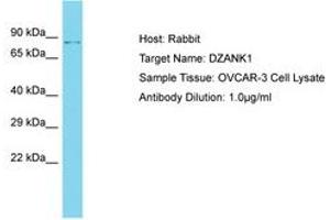 DZANK1 antibody  (AA 543-592)