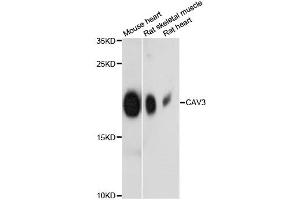Western blot analysis of extracts of various cell lines, using CAV3 antibody (ABIN6290143) at 1:3000 dilution. (Caveolin 3 抗体)