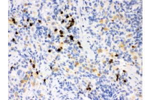 Anti- MMP8 Picoband antibody,IHC(P) IHC(P): Rat Spleen Tissue (MMP8 抗体  (N-Term))