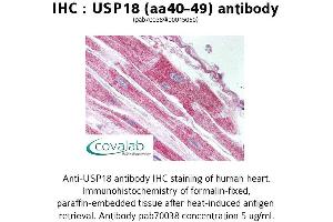 Image no. 1 for anti-Ubiquitin Specific Peptidase 18 (USP18) (AA 40-49) antibody (ABIN1740600) (USP18 抗体  (AA 40-49))
