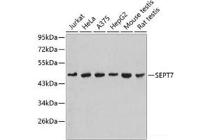 Western blot analysis of extracts of various cell lines using SEPT7 Polyclonal Antibody. (Septin 7 抗体)