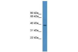 AMBP antibody used at 0. (AMBP 抗体  (N-Term))
