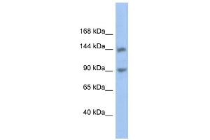 WB Suggested Anti-CNTNAP3 Antibody Titration:  0.