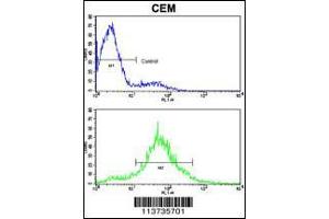 Flow cytometric analysis of CEM cells using Cadherin 10 (CDH10) Antibody (bottom histogram) compared to a negative control cell (top histogram).