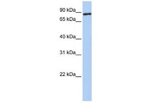 TMEM63A antibody used at 1 ug/ml to detect target protein. (TMEM63A 抗体  (N-Term))