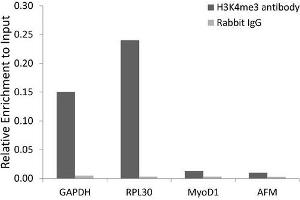 Chromatin Immunoprecipitation (ChIP) image for anti-Histone 3 (H3) (H3K4me3) antibody (ABIN3023254)