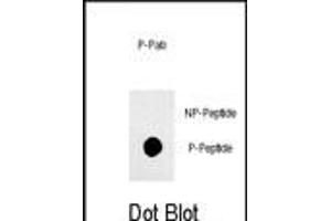 Dot blot analysis of anti-phospho-Sox2-p Phospho-specific Pab (ABIN650873 and ABIN2839817) on nitrocellulose membrane. (SOX2 抗体  (pSer249))