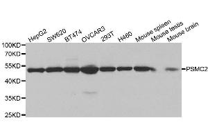 Western blot analysis of extracts of various cell lines, using PSMC2 antibody. (PSMC2 抗体  (AA 1-160))