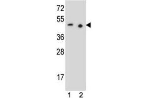 PAX9 antibody western blot analysis in (1) 293 and (2) Jurkat lysate (PAX9 抗体  (AA 69-95))