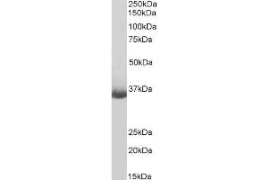 Biotinylated ABIN5539695 (0. (CD20 抗体  (C-Term) (Biotin))