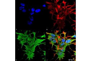 Immunofluorescence (fixed cells) (IF/ICC) image for anti-Dicer 1, Ribonuclease Type III (DICER1) (AA 1638-1899) antibody (PerCP) (ABIN2483016)