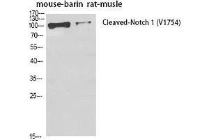 Western Blot analysis of mouse brain (1), rat musle (2), diluted at 1:500. (Notch1 抗体  (Cleaved-Val1754))