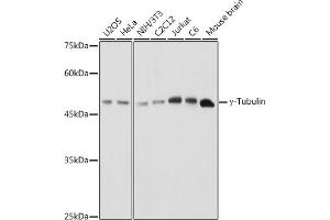 Western blot analysis of extracts of various cell lines, using γ-Tubulin antibody (ABIN6132741, ABIN6149696, ABIN6149697 and ABIN6221807) at 1:1000 dilution. (TUBG1 抗体  (AA 152-451))