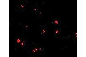 Immunofluorescence (IF) image for anti-LAG1 Homolog, Ceramide Synthase 5 (LASS5) (C-Term) antibody (ABIN1030478) (LASS5 抗体  (C-Term))