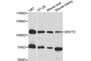 Western blot analysis of extracts of various cell lines, using ESYT2 antibody (ABIN6293823) at 1:3000 dilution. (FAM62B 抗体)