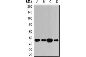 Western blot analysis of BAAT expression in A549 (A), HepG2 (B), mouse liver (C), rat liver (D) whole cell lysates. (BAAT 抗体)