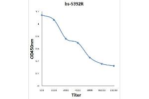 Antigen:   0. (HOMER3 抗体  (pThr36))
