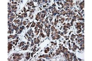 Image no. 4 for anti-Tubulin tyrosine Ligase-Like Family, Member 12 (TTLL12) antibody (ABIN1499035) (TTLL12 抗体)