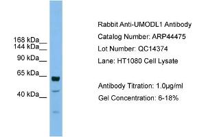 WB Suggested Anti-UMODL1  Antibody Titration: 0. (UMODL1 抗体  (Middle Region))