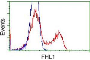 HEK293T cells transfected with either RC203478 overexpress plasmid (Red) or empty vector control plasmid (Blue) were immunostained by anti-FHL1 antibody (ABIN2453041), and then analyzed by flow cytometry. (FHL1 抗体)