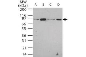 Western blot analysis of Tlr12 in 20 ug/lane of mouse (A) brain, (B) heart, (C) small intestine, (D) kidney tissue lysate. (TLR12 抗体  (AA 700-800))