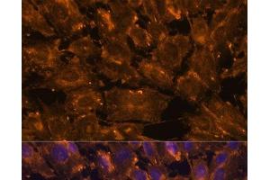 Immunofluorescence analysis of C6 cells using SCGB3A2 Polyclonal Antibody at dilution of 1:100. (SCGB3A2 抗体)
