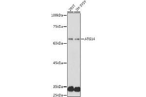 Western blot analysis of extracts of various cell lines, using  antibody (ABIN6131258, ABIN6137246, ABIN6137247 and ABIN6223428) at 1:1000 dilution. (ATG14 抗体  (AA 1-310))