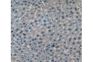 IHC-P analysis of liver tissue, with DAB staining. (CASP14 抗体  (AA 17-248))