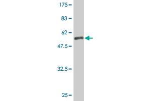 Western Blot detection against Immunogen (60.