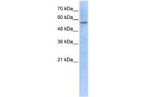 Western Blotting (WB) image for anti-3-Hydroxy-3-Methylglutaryl-CoA Synthase 1 (Soluble) (HMGCS1) antibody (ABIN2459210) (HMGCS1 抗体)