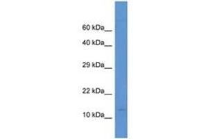 PCBD2 anticorps  (AA 30-79)