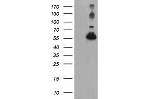 Western Blotting (WB) image for anti-Tubulin, alpha-Like 3 (TUBAL3) (AA 150-446) antibody (ABIN1490954) (TUBAL3 抗体  (AA 150-446))