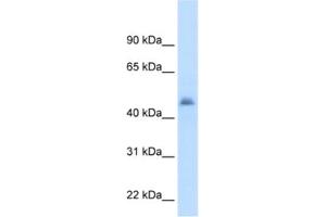 Western Blotting (WB) image for anti-Cytochrome P450, Family 3, Subfamily A, Polypeptide 7 (CYP3A7) antibody (ABIN2462477) (CYP3A7 抗体)