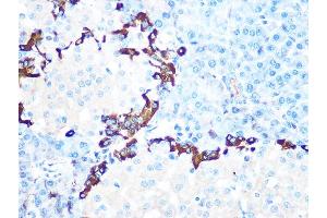 Immunohistochemistry of paraffin-embedded rat pancreas using GLP-1 Rabbit mAb (ABIN7267392) at dilution of 1:100 (40x lens). (Glucagon 抗体)