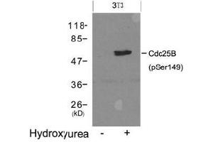 Western blot analysis of extracts from 3T3 cells untreated (lane 1) or treated with Hydroxyurea (lane 2) using Cdc25B (Phospho-Ser149). (CDC25B 抗体  (pSer149))