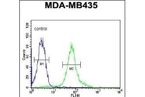 BACH2 Antibody (C-term) (ABIN654092 and ABIN2843978) flow cytometric analysis of MDA-M cells (right histogram) compared to a negative control cell (left histogram). (BACH2 抗体  (C-Term))