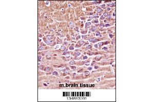 Mouse Prkaca/Prkacb Antibody immunohistochemistry analysis in formalin fixed and paraffin embedded mouse brain tissue followed by peroxidase conjugation of the secondary antibody and DAB staining. (PRKACA/PRKACB 抗体  (C-Term))