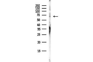 anti-GRB2-Associated Binding Protein 3 (GAB3) antibody