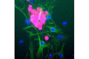 Rat brain neural cultures stained with RBFOX3 / NEUN antibody (red), chicken polyclonal antibody to GFAP (green) and DNA (blue). (NeuN 抗体)