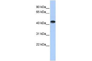 WB Suggested Anti-CKM Antibody Titration:  0. (CKM 抗体  (Middle Region))