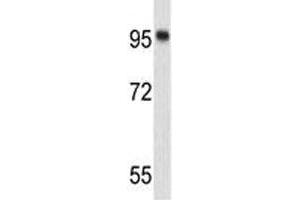 Western blot analysis of Nucleolin antibody and 293 lysate. (Nucleolin 抗体)