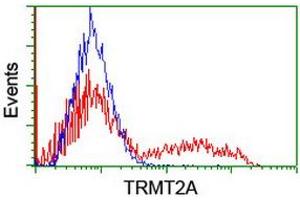 Image no. 2 for anti-tRNA Methyltransferase 2 Homolog A (TRMT2A) antibody (ABIN1501514) (TRMT2A 抗体)